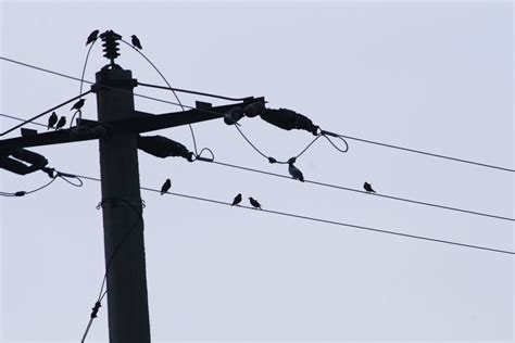 bird box electricity|birds sitting on electric lines.